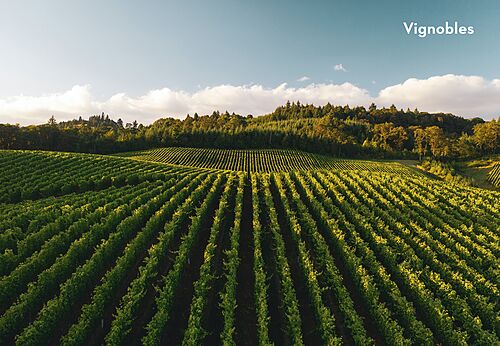Extensos viñedos verdes y ondulados, paisajes naturales para descubrir cerca de Bazas.