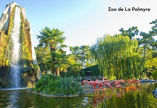 Flamencos y cascada en el Zoo de La Palmyre, lugar para visitar en Charente-Maritime.