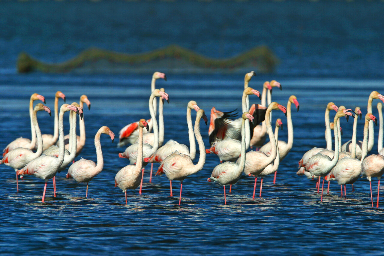 Flamencos rosados en las lagunas del Delta del Ebro, cerca de Deltebre, Tarragona.