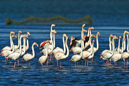Flamencos en el agua en el camping CAPFUN Aube en Deltebre, Tarragona (43).
