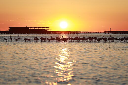 Flamencos rosados en el agua al atardecer, camping CAPFUN Aube en Deltebre, Tarragona.