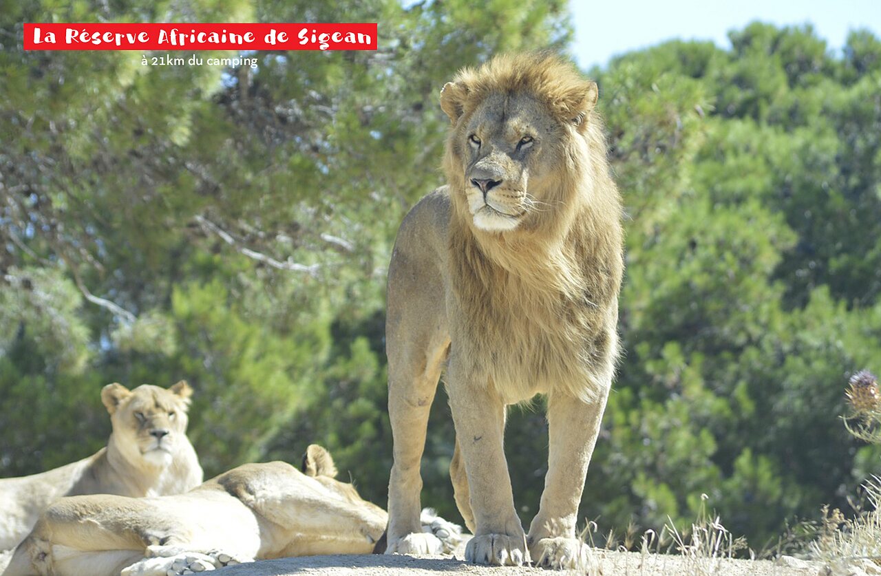 Le�n majestuoso en la Reserva Africana de Sigean, lugar para visitar cerca del camping.
