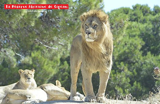 León majestuoso en la Reserva Africana de Sigean, cerca de Narbonne.