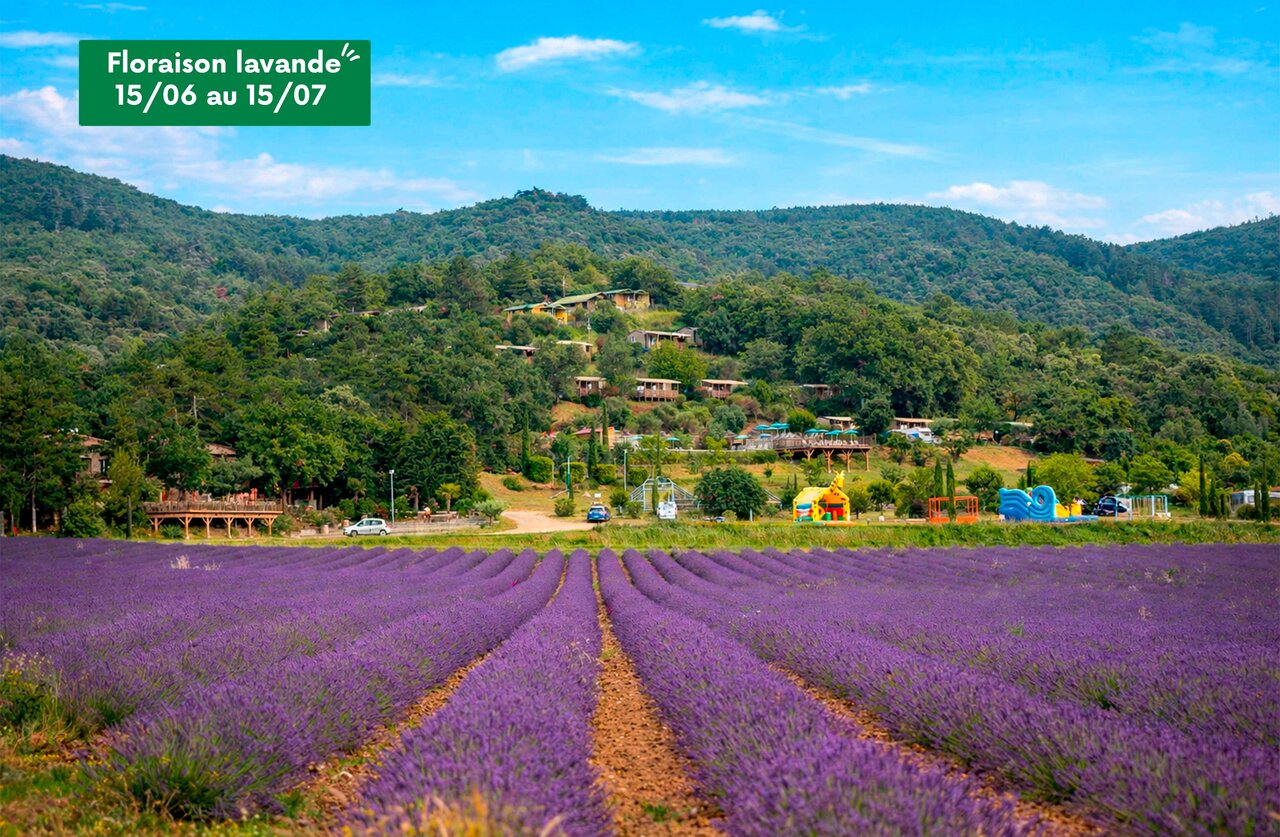 Campo de lavanda en flor, alojamientos y juegos infantiles en el camping CLICOCHIC Bastets en Marsanne (26).