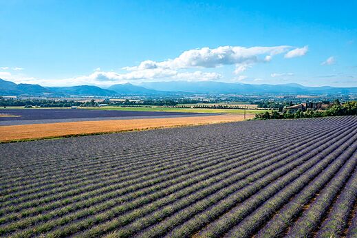 Extensos campos de lavanda en flor con montañas en el camping CLICOCHIC Bastets en Marsanne (26).