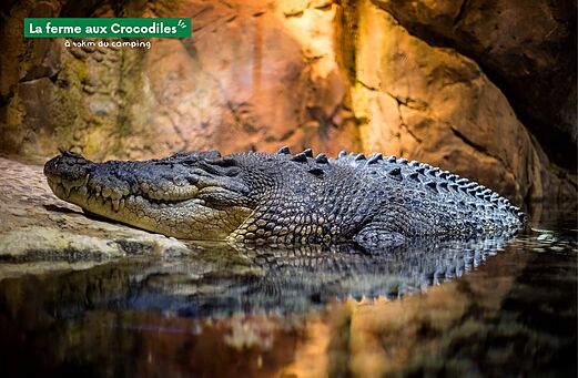 Gran cocodrilo descansando en el agua en La ferme aux Crocodiles, Drôme.
