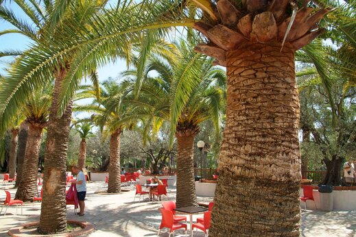 Palmeras y terraza en el camping CAPFUN La Baume - La Palmeraie en Fréjus (83).
