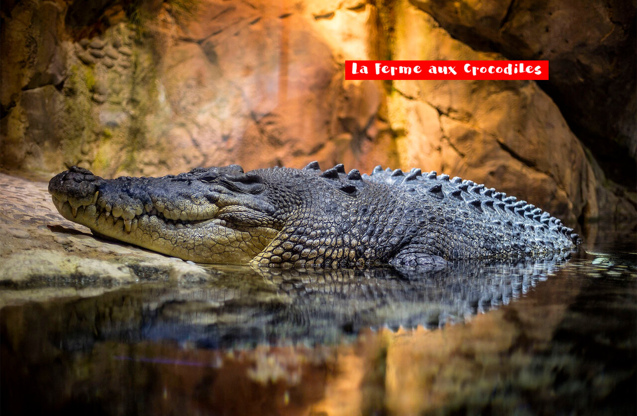 Gran cocodrilo en La Ferme aux Crocodiles, una atracci�n para visitar cerca del camping.
