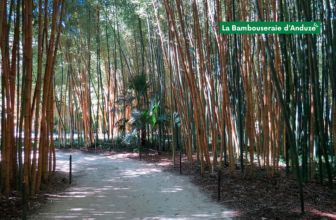 Sendero sombreado en la hermosa Bambouseraie d'Anduze, lugar para visitar cerca de Gard.