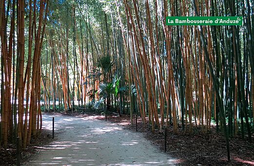 Sendero sombreado en el coraz�n de la Bambouseraie d'Anduze, jard�n ex�tico para visitar.