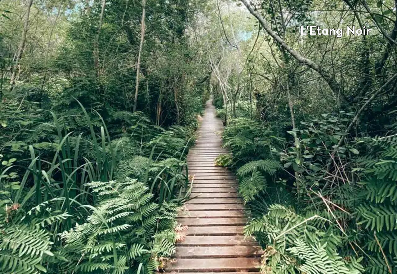 Sendero de madera del Estanque Negro, reserva natural cerca de Tosse, Landas.