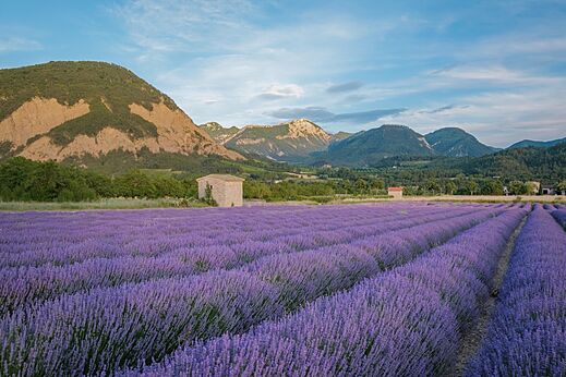 Campo de lavanda en flor y montañas en el camping CLICOCHIC Couriou en Recoubeau-Jansac.