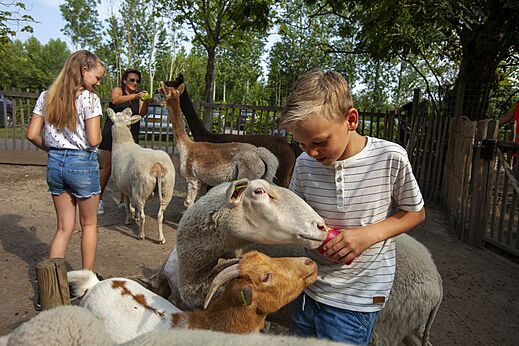 Niños alimentando animales de la mini-granja en camping CAPFUN De Pekelinge Oostkapelle.
