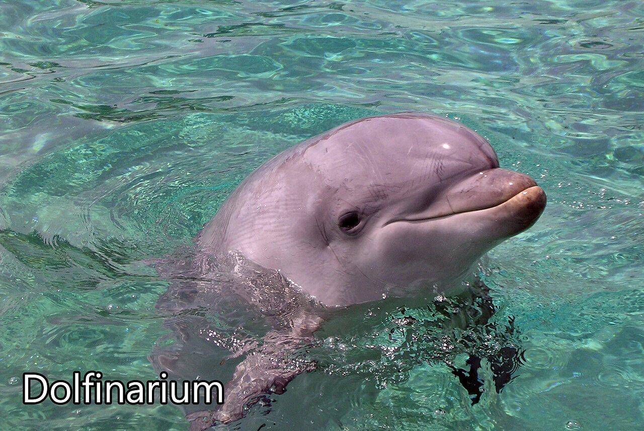 Delf�n sonriente en aguas claras del Dolfinarium, atracci�n en Harderwijk, Pa�ses Bajos.