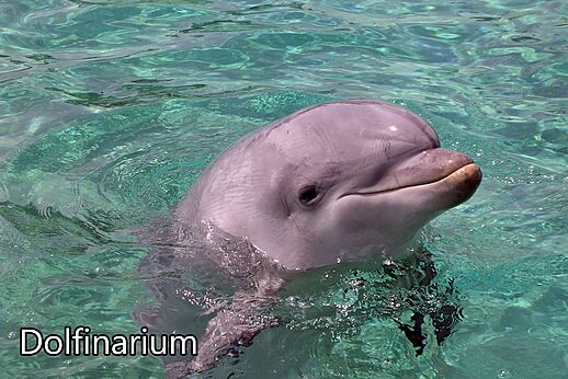 Delfín sonriente emergiendo del agua cristalina en el Dolfinarium de Harderwijk.