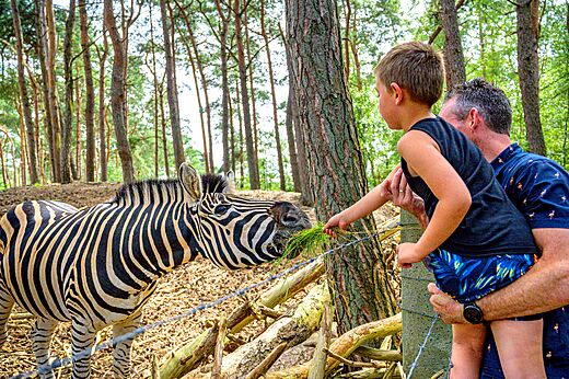Niño alimentando una cebra en un parque de animales cerca del camping.