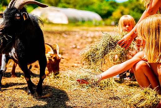 Ni�os alimentando cabras en la mini-granja del camping LIBRANOO Naturiste Belezy en B�doin (84).