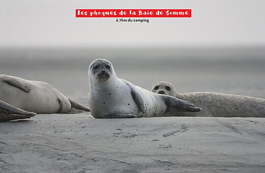 Focas grises y focas comunes descansando en la arena de la Bahía de Somme.