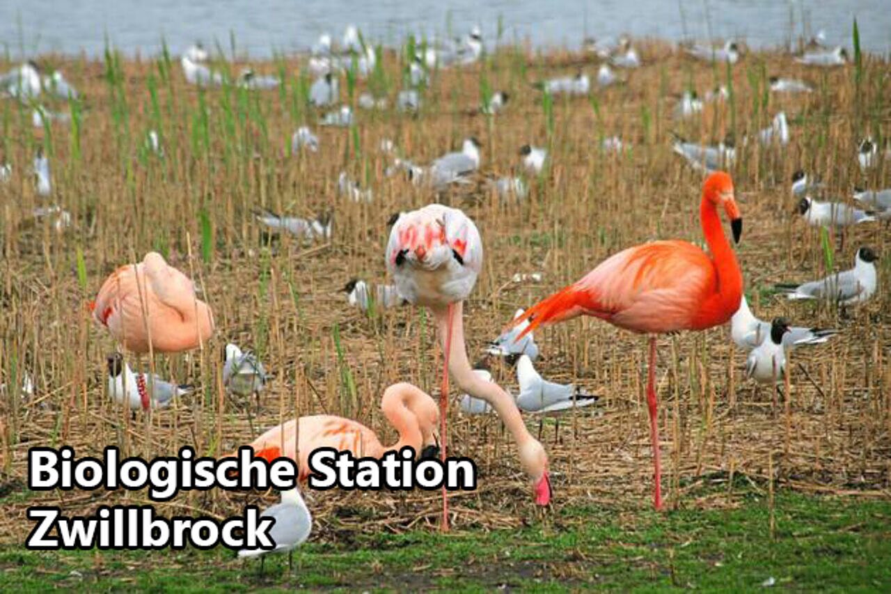 Flamencos y aves en la Estaci�n Biol�gica Zwillbrock, lugar para visitar.