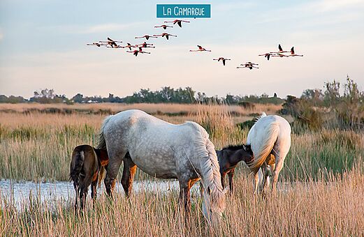Caballos blancos y flamencos en la Camarga, una región natural para visitar.