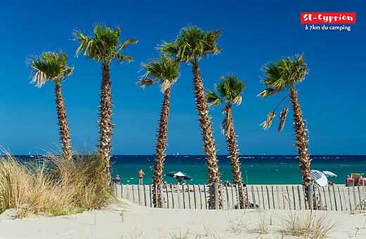 Playa de arena fina y palmeras en St-Cyprien, Pirineos Orientales.
