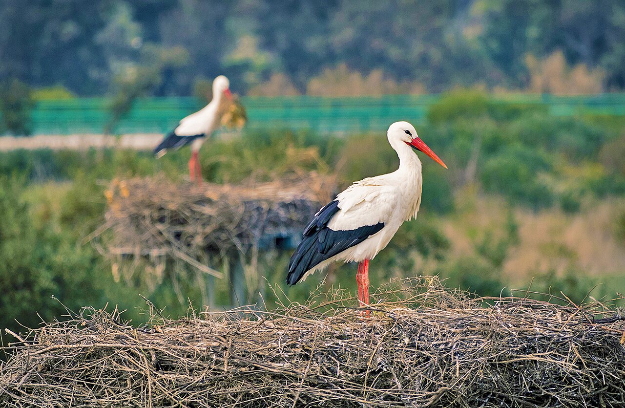 Cig�e�as blancas en sus nidos en el camping VAGUES OCEANES Lac d'Erstein.