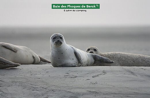 Focas grises y crías en la playa de la Bahía de Berck-sur-Mer