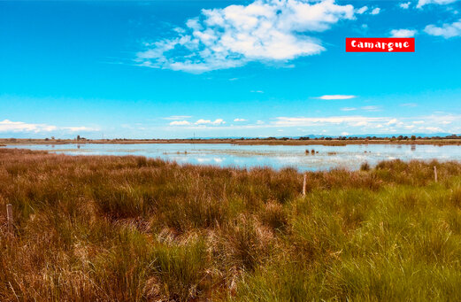 Paisaje natural de las marismas de Camargue, una región para visitar cerca de Saint-Laurent-d Aigouze.