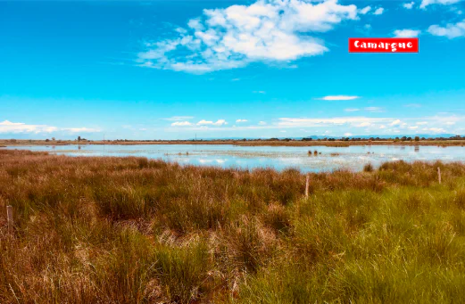 Camping Fleur de Camargue, Camping Languedoc Roussillon