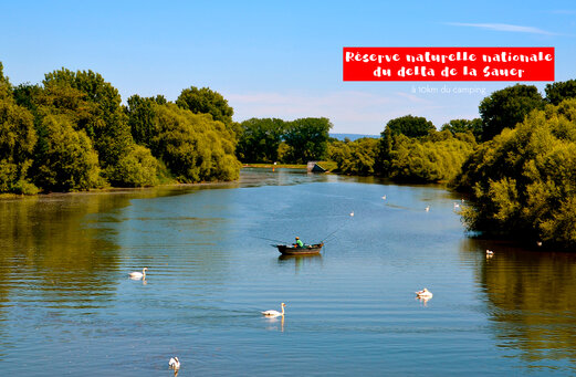 Pescador en barca y cisnes en la Reserva Natural del Delta del Sauer.