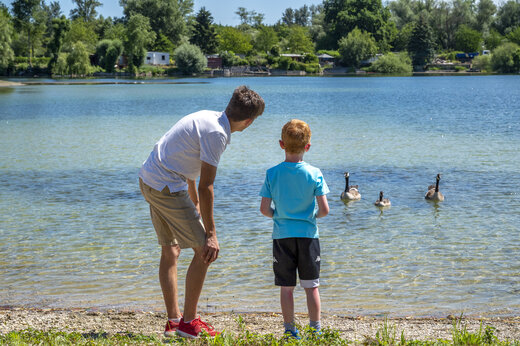 Gansos en el lago del camping CAPFUN Fort Falabraque en Seltz.