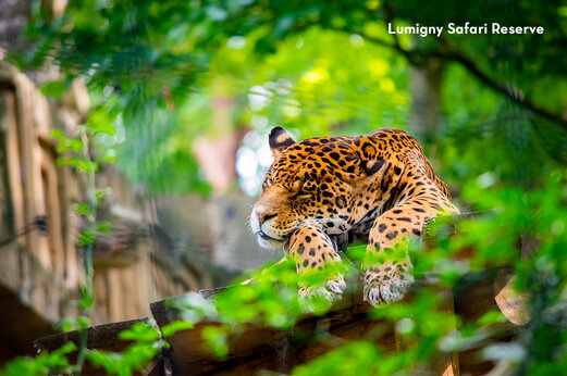 Jaguar descansando en la Reserva de Lumigny, lugar tur�stico cerca de Tournan en Brie.