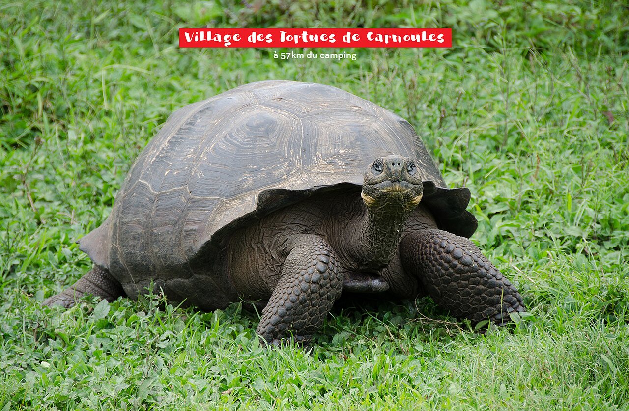 Gran tortuga terrestre en el Village des Tortues de Carnoules, cerca de Fr�jus.