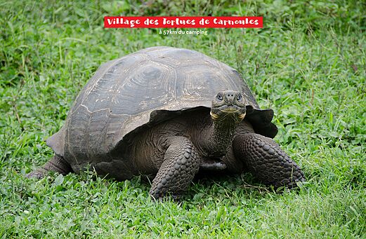 Gran tortuga terrestre en el Village des Tortues de Carnoules, Var.