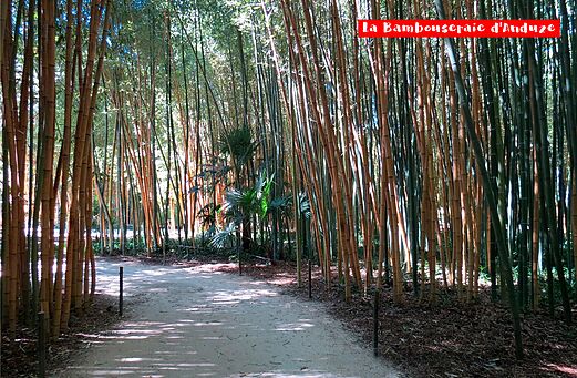 Sendero sombreado a través de la Bambouseraie d'Anduze, jardín exótico cerca de Alès.