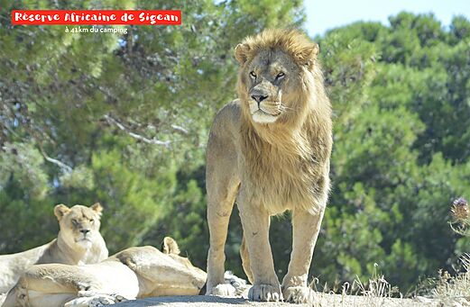 León majestuoso en la Reserva Africana de Sigean, cerca de Narbona.