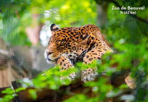 Jaguar descansando en el Zoo de Beauval, un lugar para visitar cerca del camping.