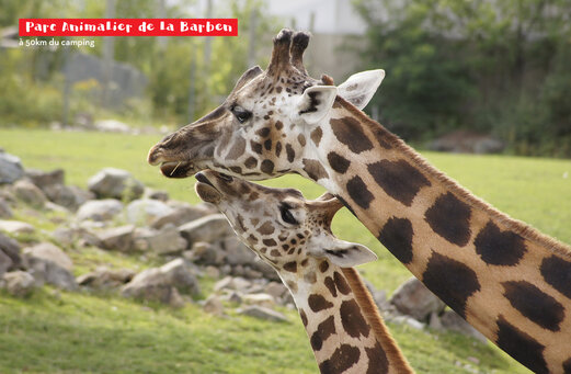 Dos jirafas en el Parc Animalier de la Barben, lugar para visitar cerca del camping.