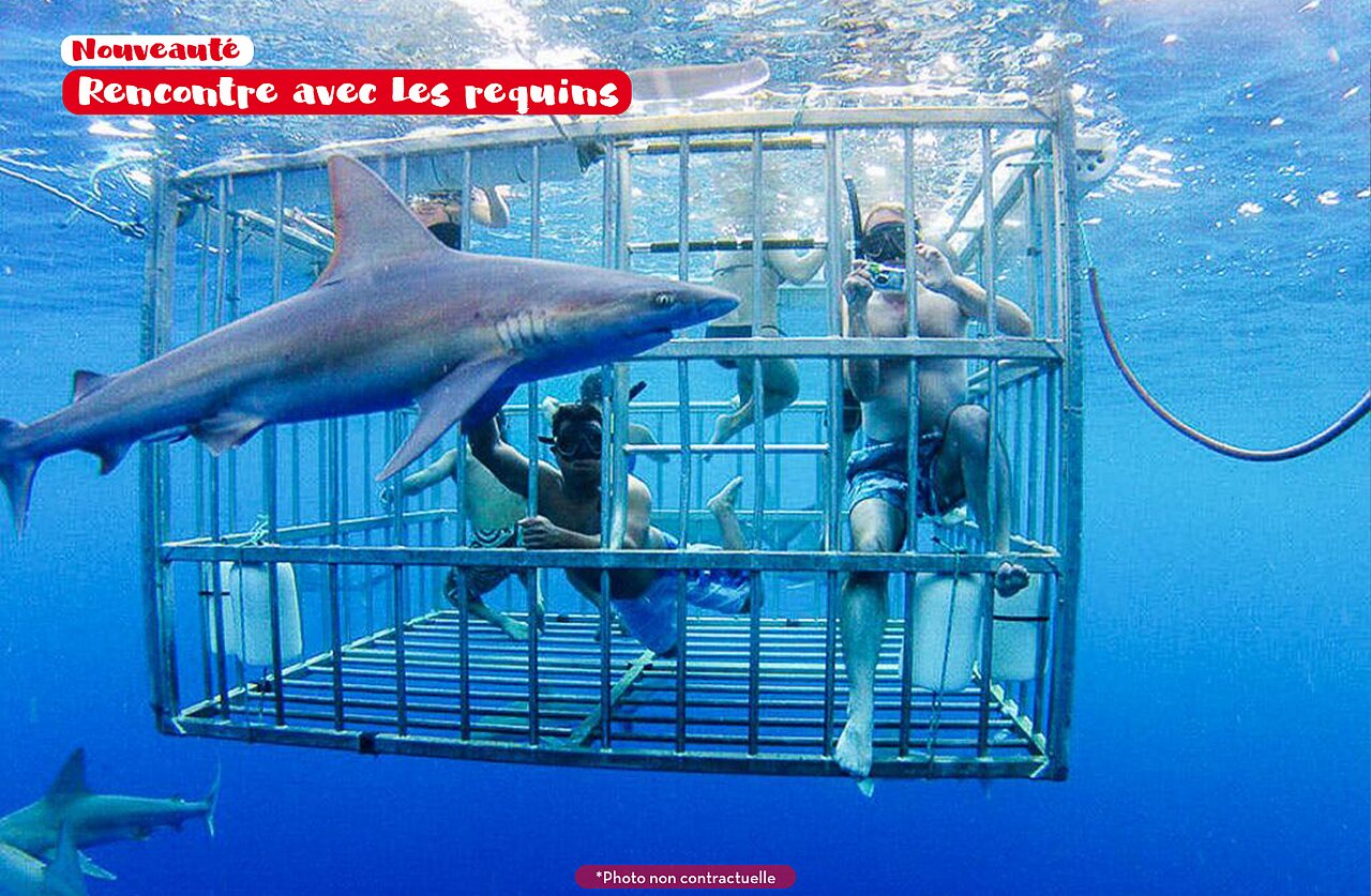 Buceo en jaula con tiburones, actividad n�utica en el camping CAPFUN Joe Cook Island.