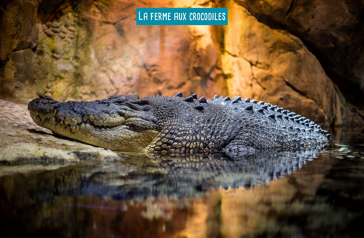 Gran cocodrilo descansando en el agua en La Ferme aux Crocodiles, atracci�n tur�stica.