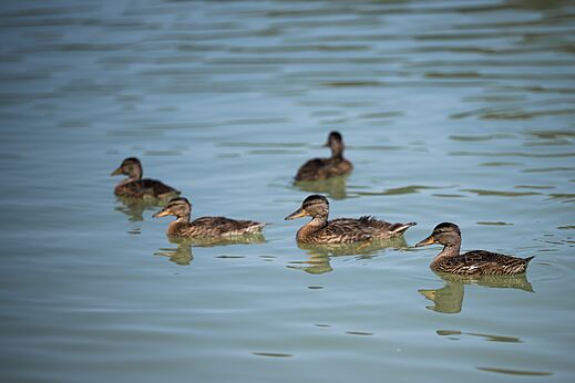 Patos nadando en el agua del camping CAPFUN Lac des 3 Vall�es a Lectoure.