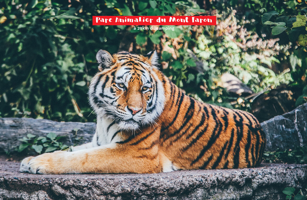 Tigre majestuoso en el Parque Animalier du Mont Faron, cerca de Toulon (83).