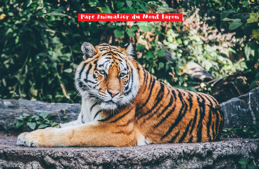Tigre del Parque de Animales del Mont Faron, atracci�n cerca de La Cadi�re d'Azur.