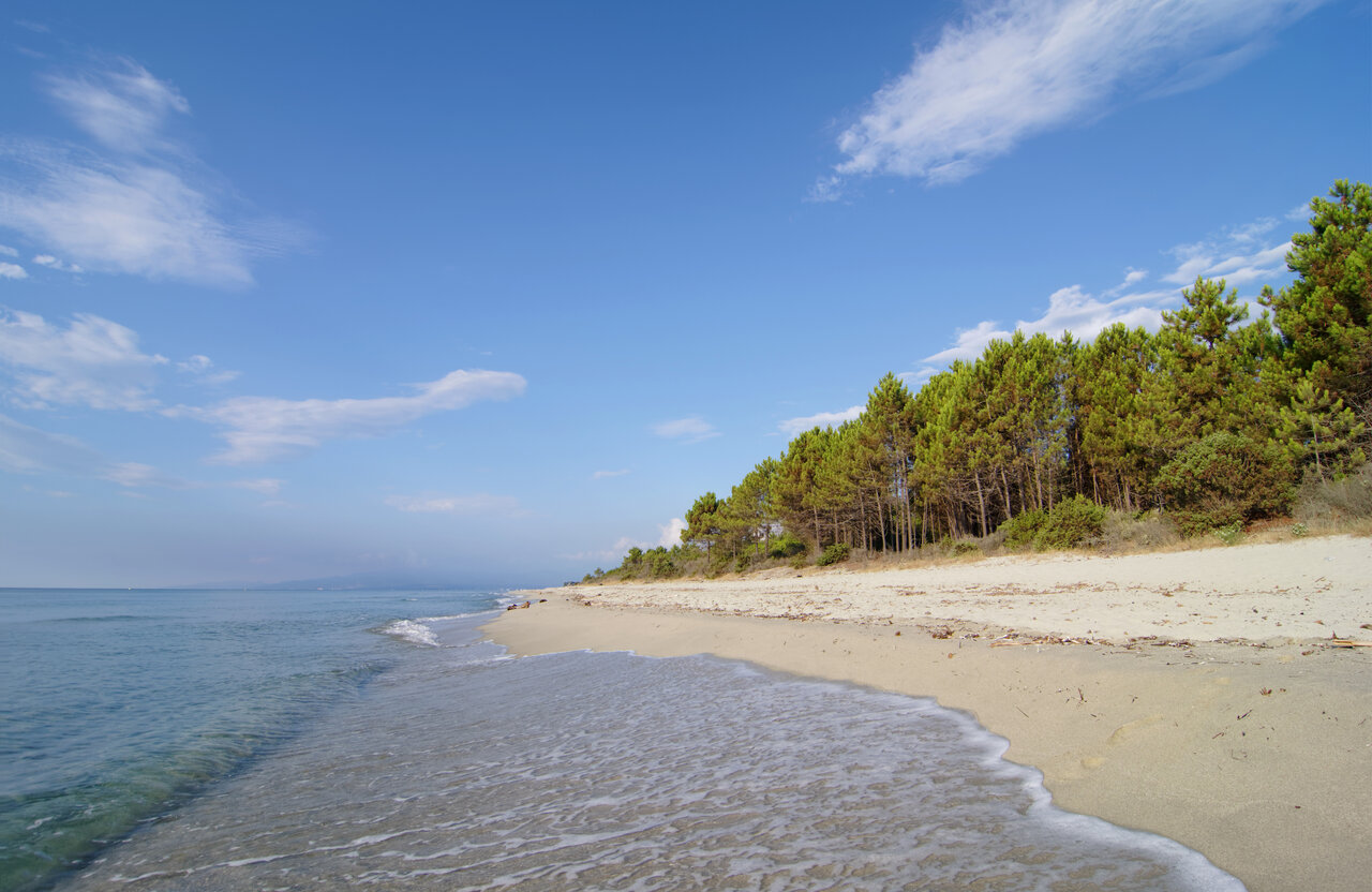 Playa de arena fina y mar tranquilo con pinos en CAPFUN Marina d'Al�ria en Aleria (20).