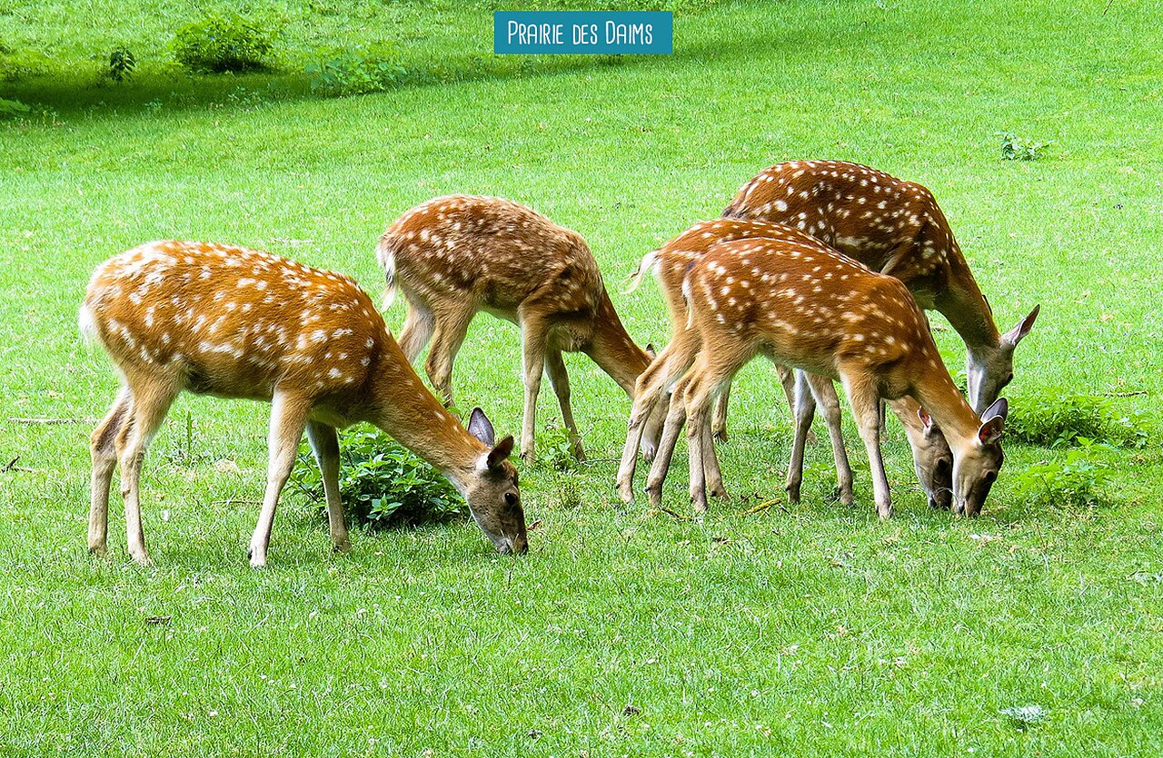Cuatro ciervos moteados pastando hierba verde en el camping VAGUES OCEANES Micheli�re en Givrand (85).