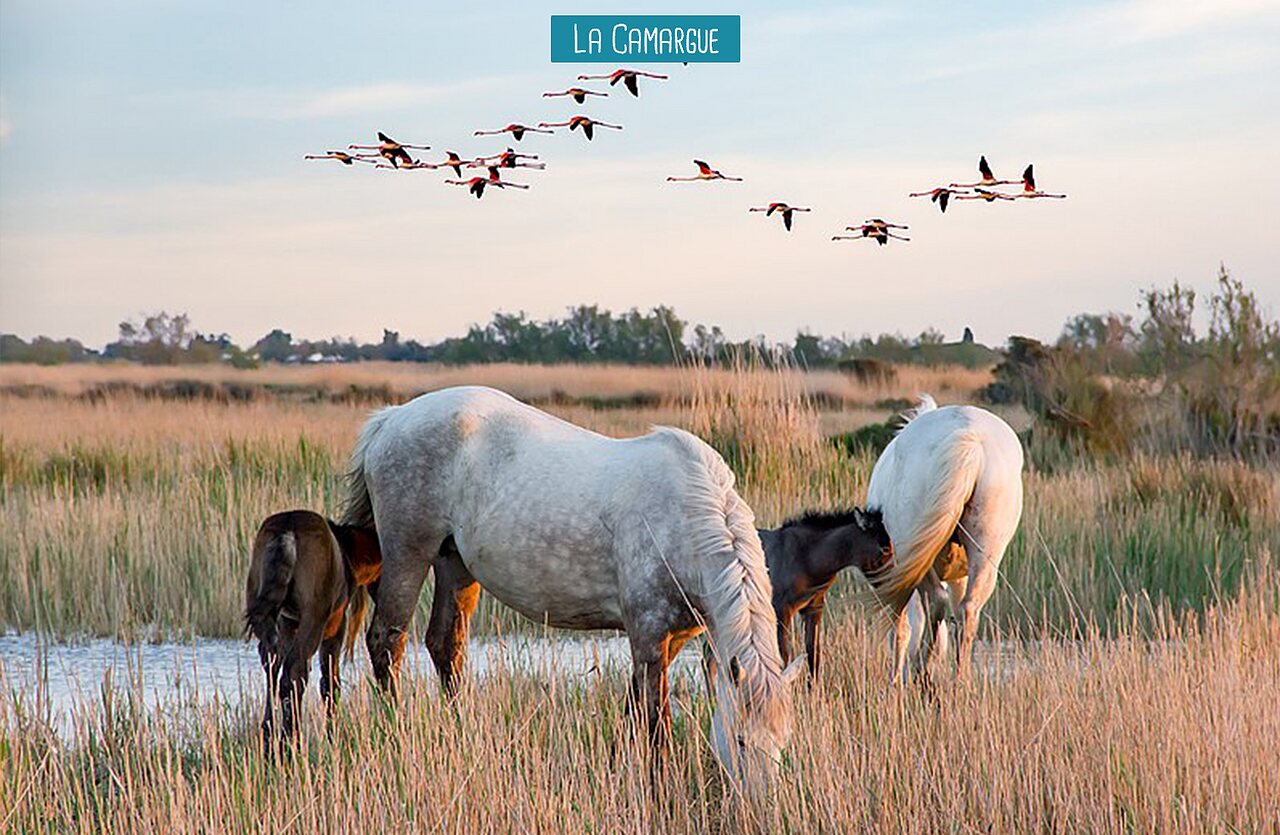 Caballos de Camargue y flamencos en los pantanos, lugar para visitar.
