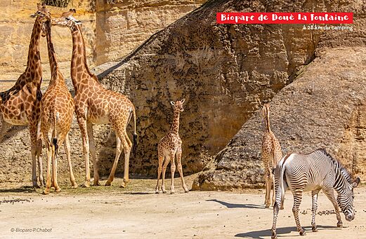 Jirafas, cría de jirafa y cebra en Bioparc de Doué-la-Fontaine, lugar para visitar.