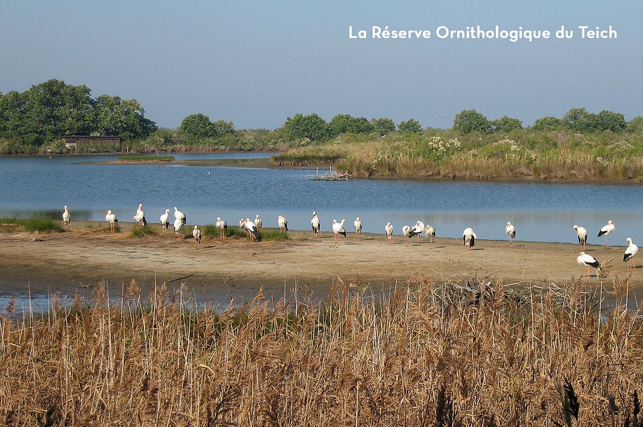 Cig�e�as en la Reserva Ornitol�gica del Teich, sitio natural cerca de Pyla.