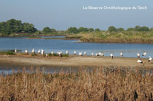 Cig�e�as en la Reserva Ornitol�gica del Teich, cerca de Pyla sur Mer.