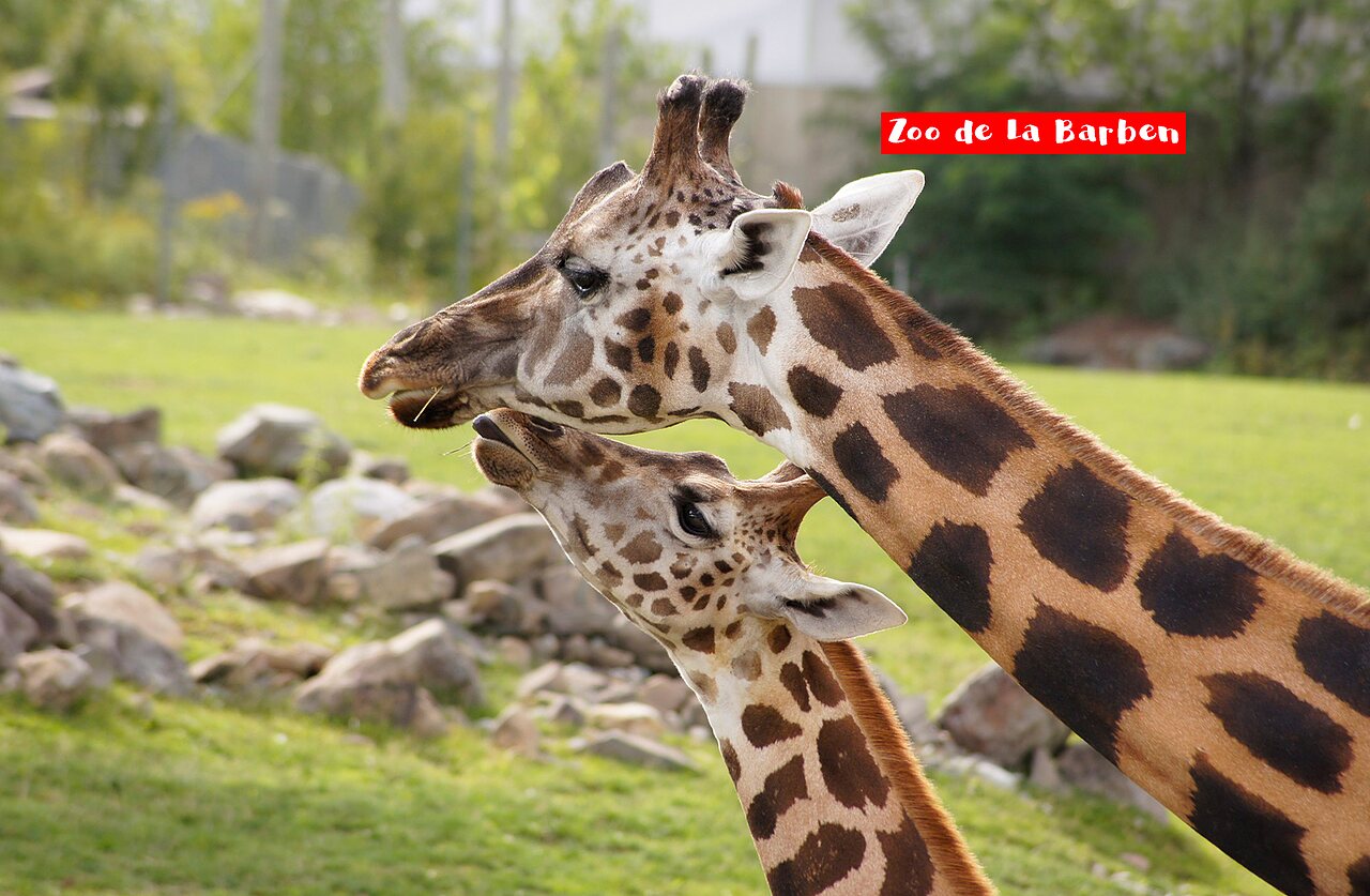 Jirafa adulta y cr�a en el Zoo de La Barben, lugar para visitar.